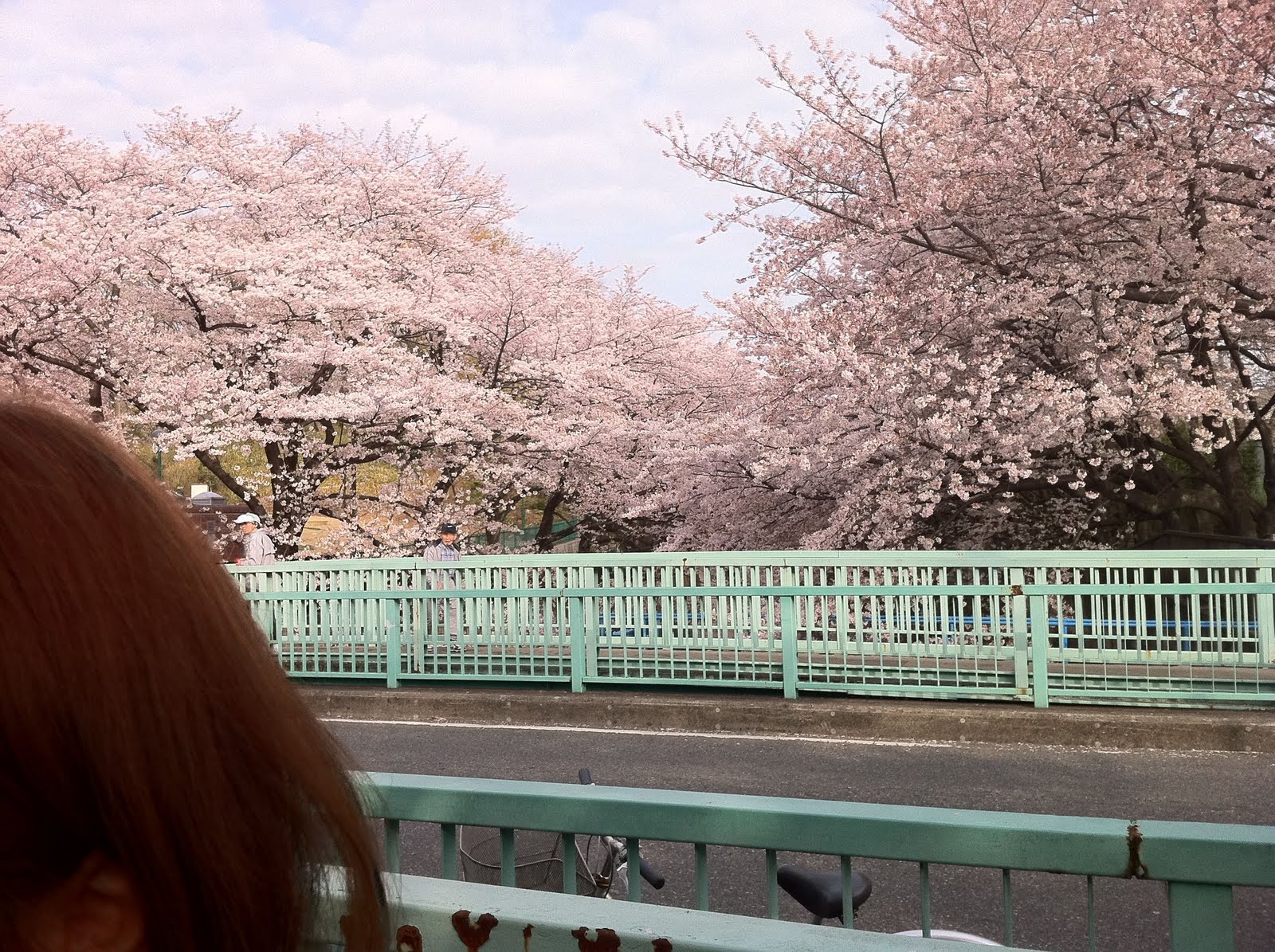 桜1