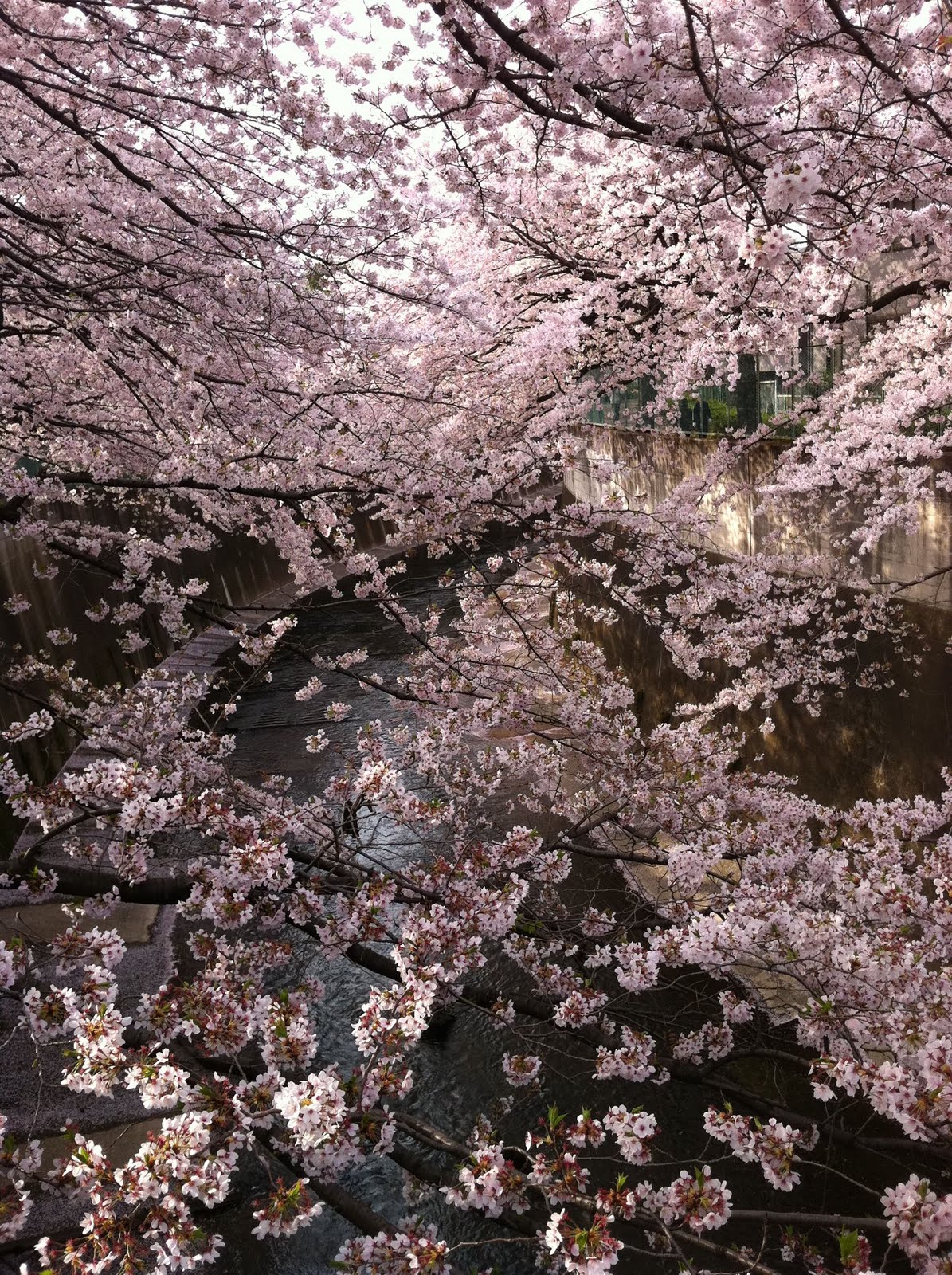 桜2